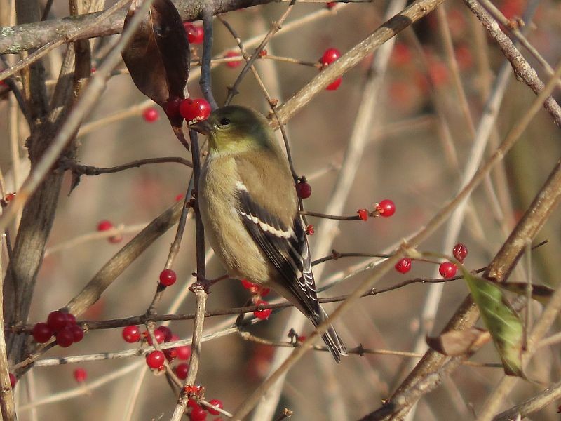 American Goldfinch - ML507571001