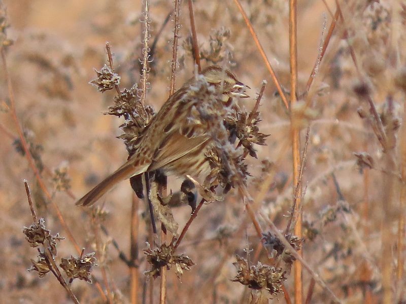 Song Sparrow - ML507571241