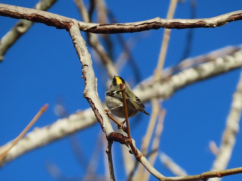Golden-crowned Kinglet - ML507571361