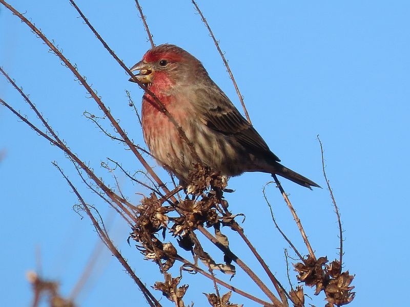 House Finch - ML507571511