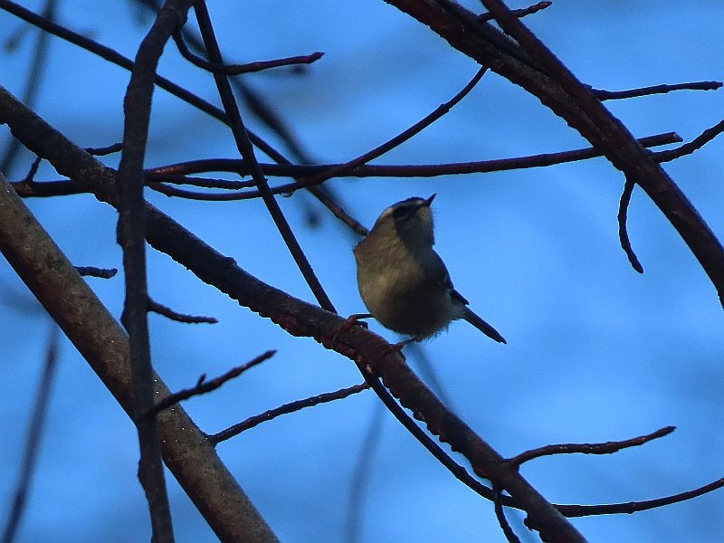 Golden-crowned Kinglet - ML507571601