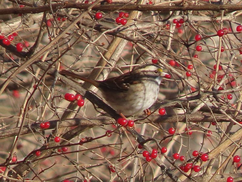 White-throated Sparrow - ML507571631