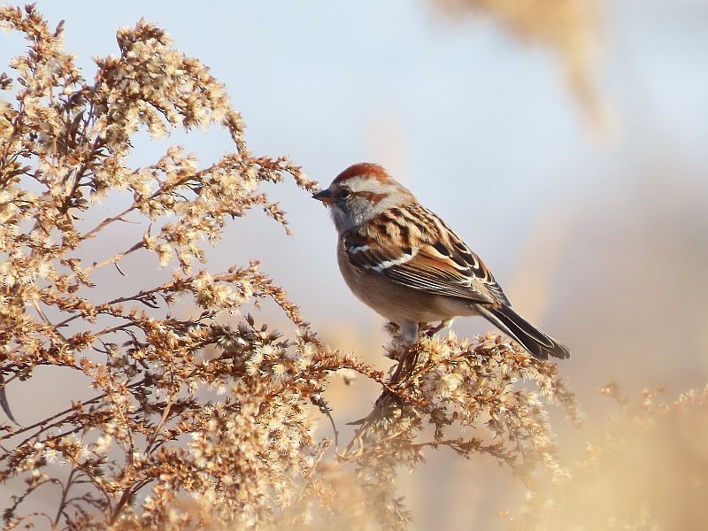 American Tree Sparrow - ML507571841