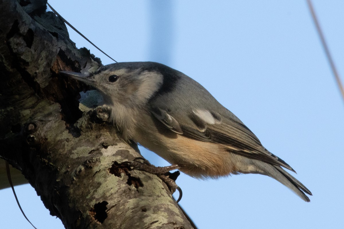 White-breasted Nuthatch - ML507571931