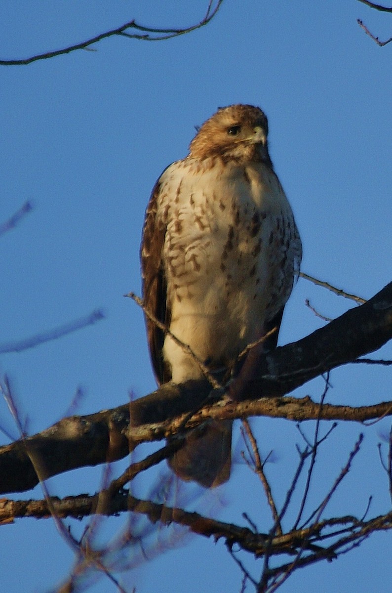 Red-tailed Hawk - ML50757201