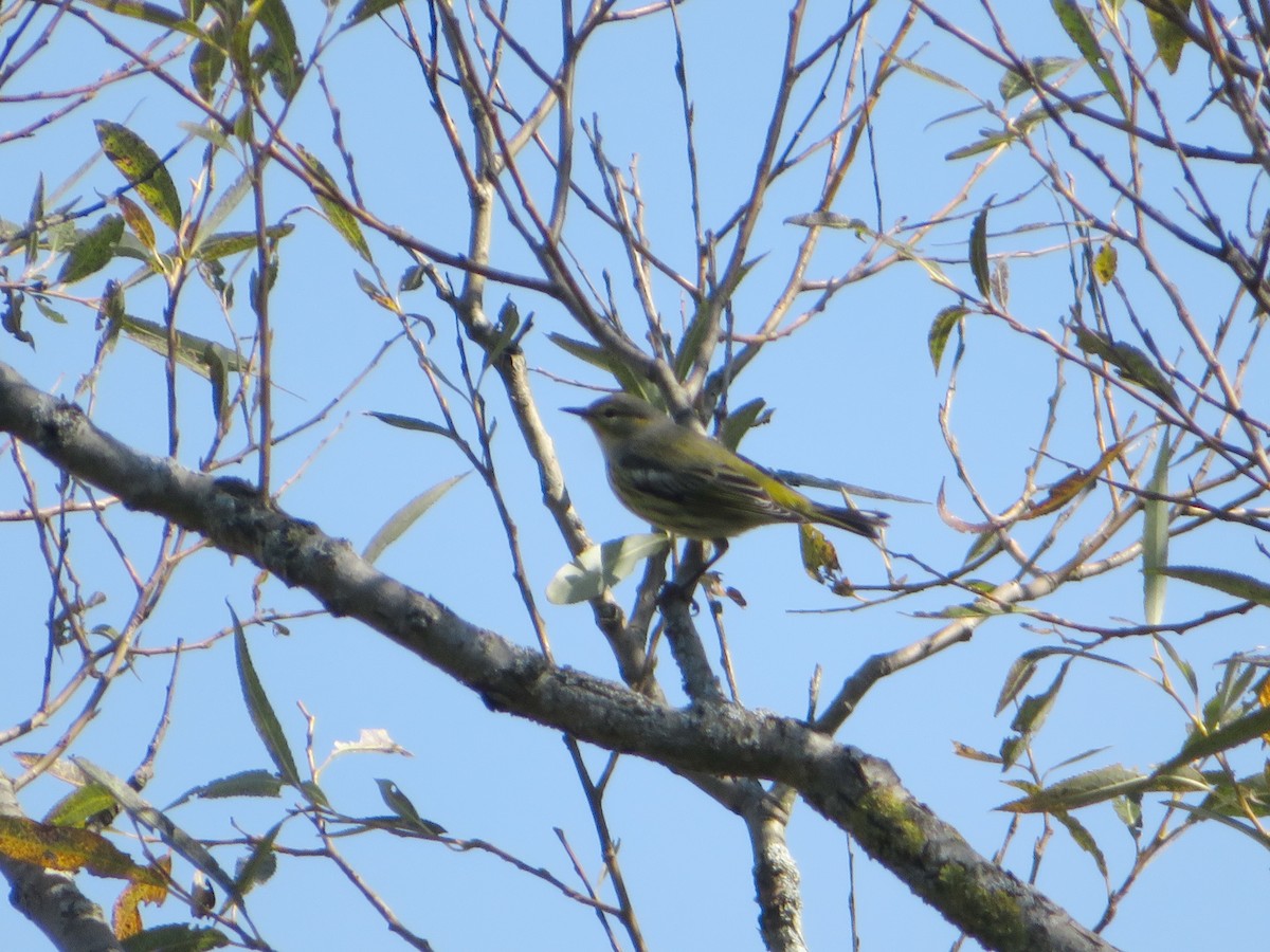 Cape May Warbler - ML507572681