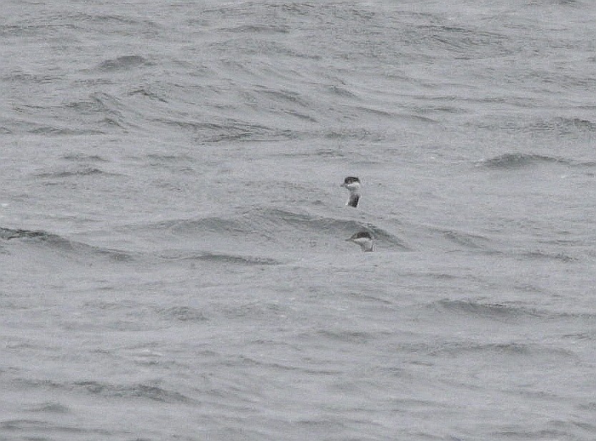 Horned Grebe - Charles Fitzpatrick