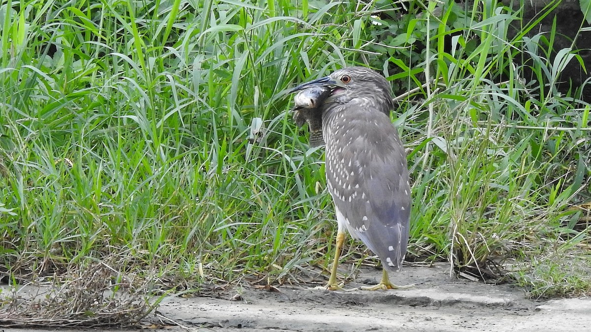 Black-crowned Night Heron - ML507573641