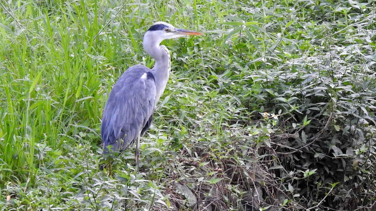 Gray Heron - ML507573831