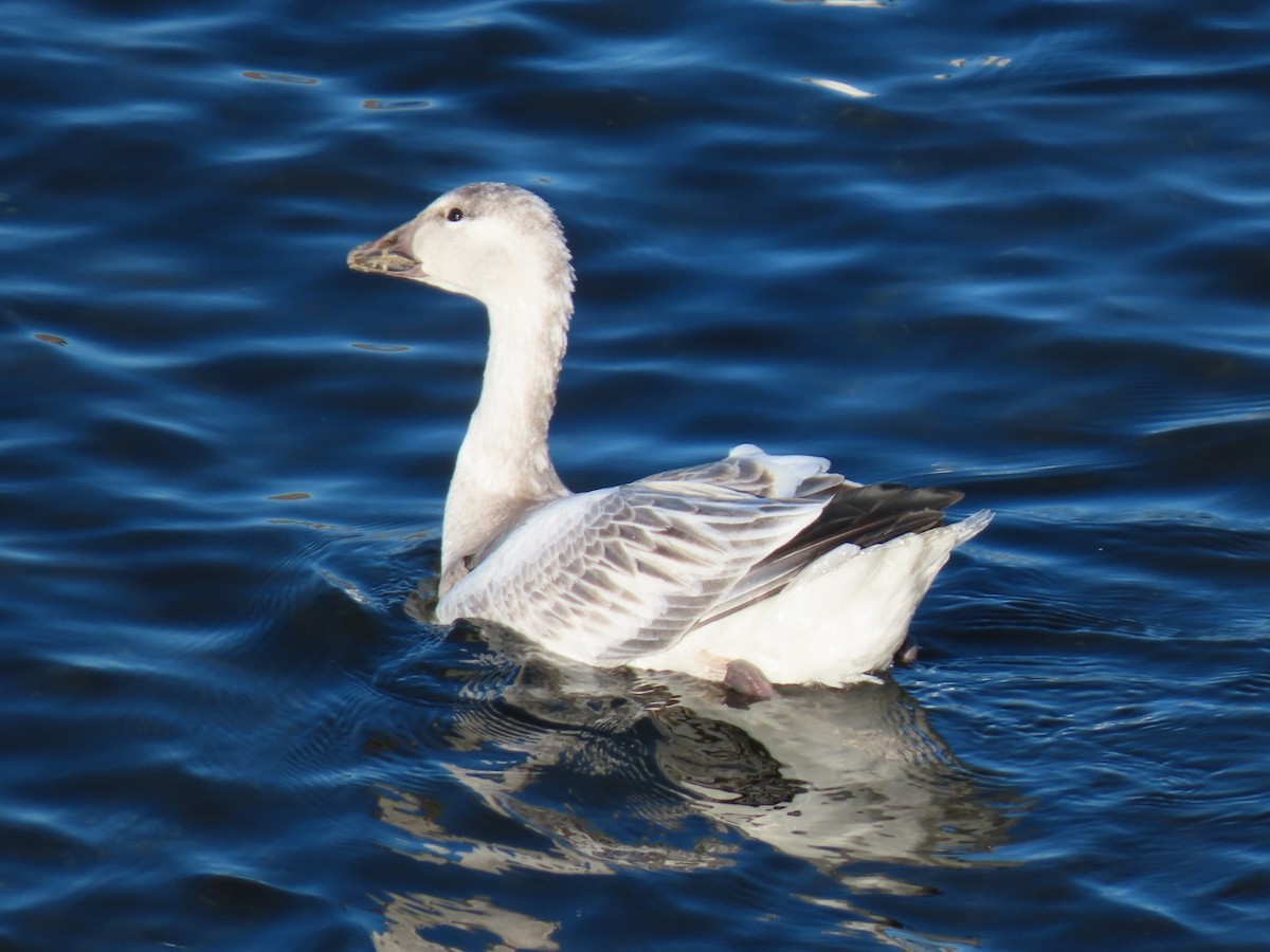 Snow Goose - ML507573991