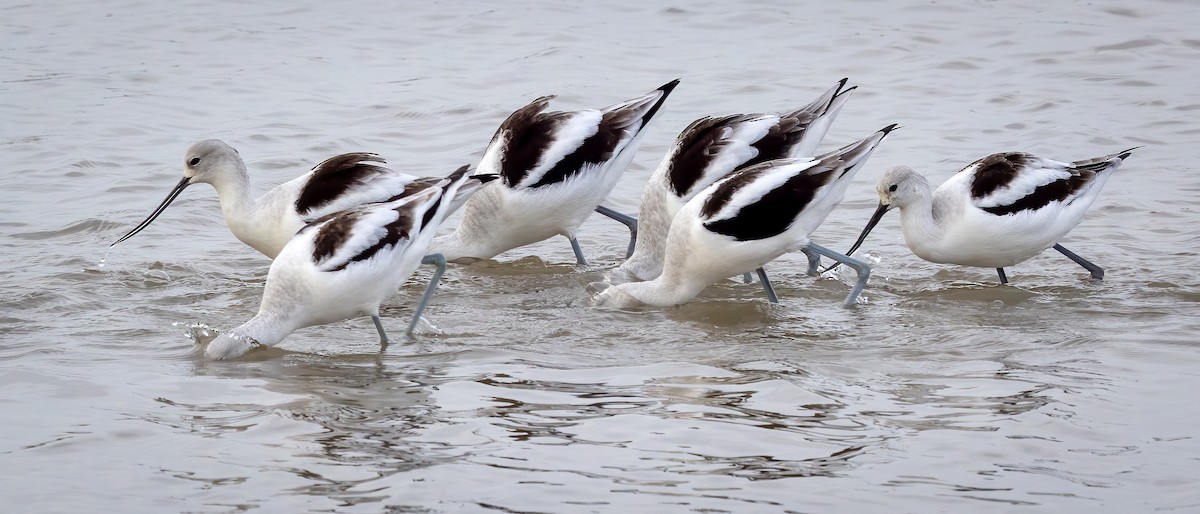 American Avocet - ML507574601