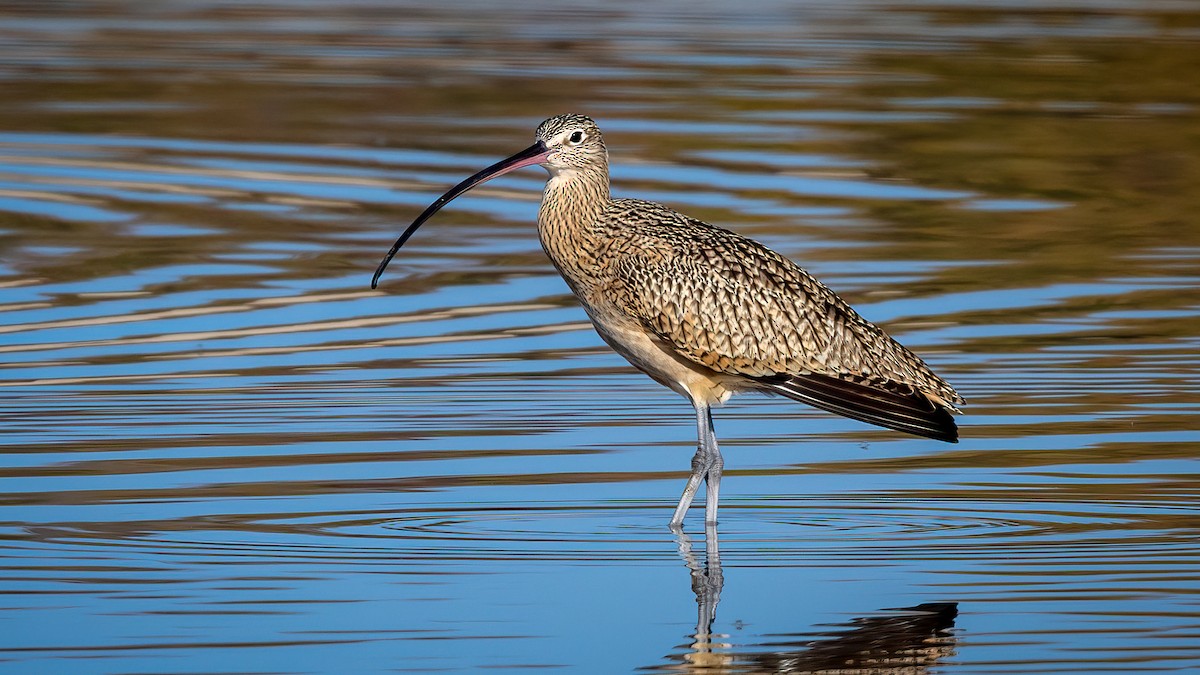 Long-billed Curlew - ML507574721