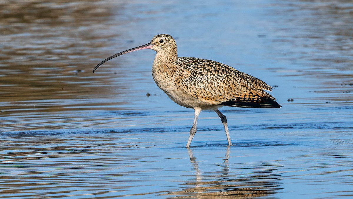 Long-billed Curlew - ML507574731