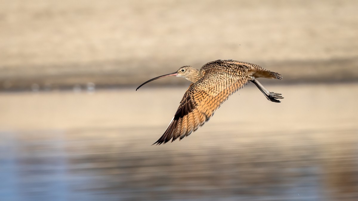 Long-billed Curlew - ML507574741