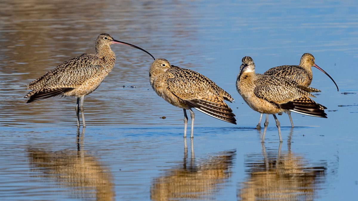 Long-billed Curlew - ML507574751