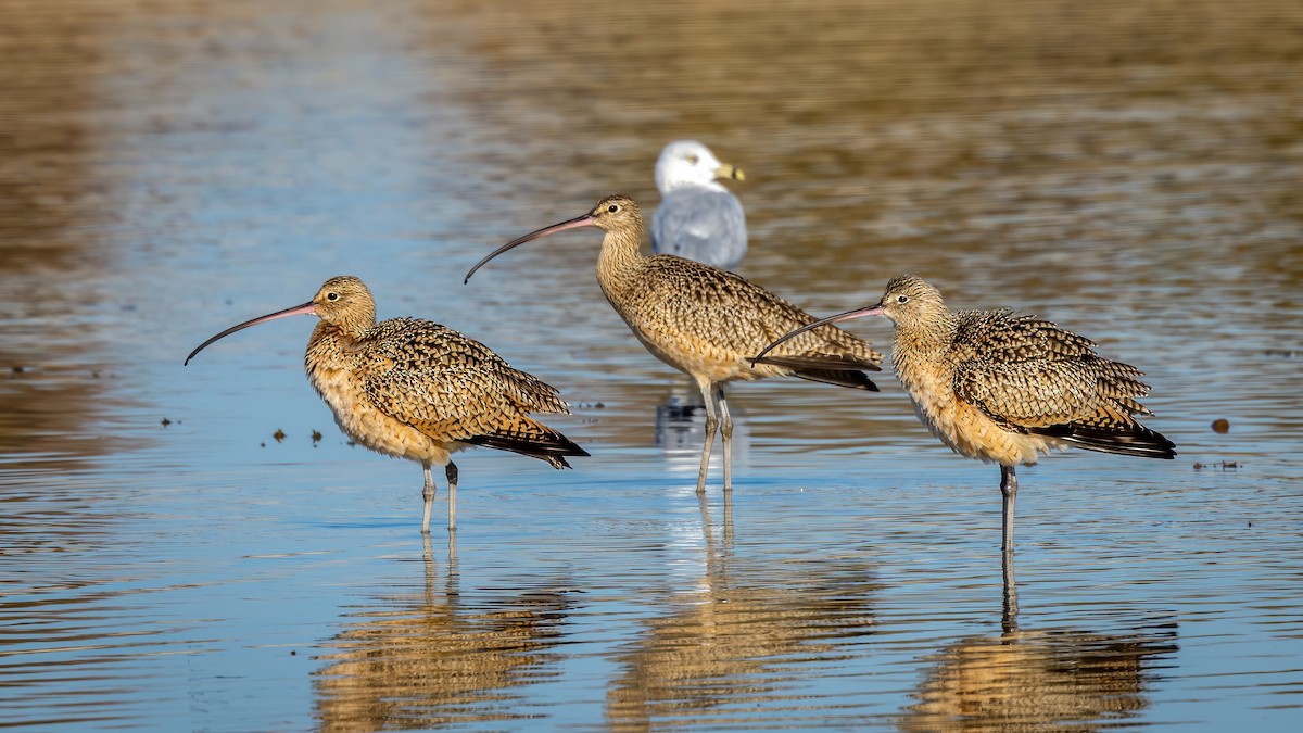 Long-billed Curlew - ML507574761