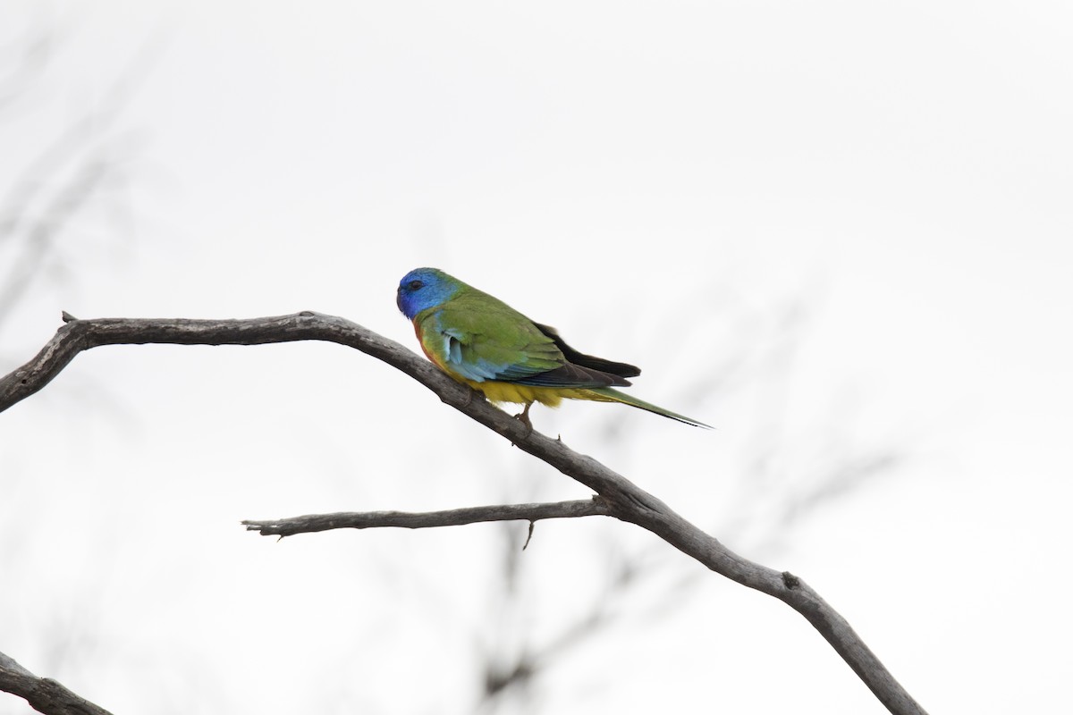 Scarlet-chested Parrot - ML507575381