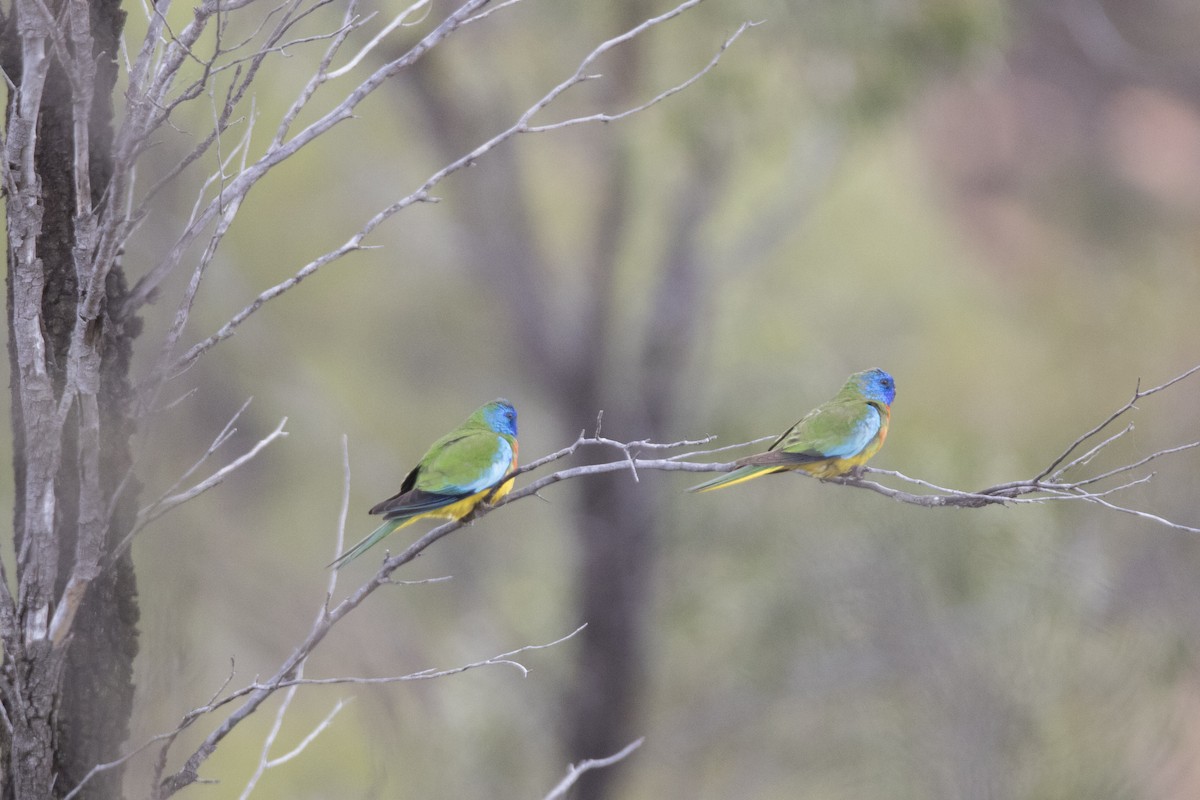 Scarlet-chested Parrot - ML507575391