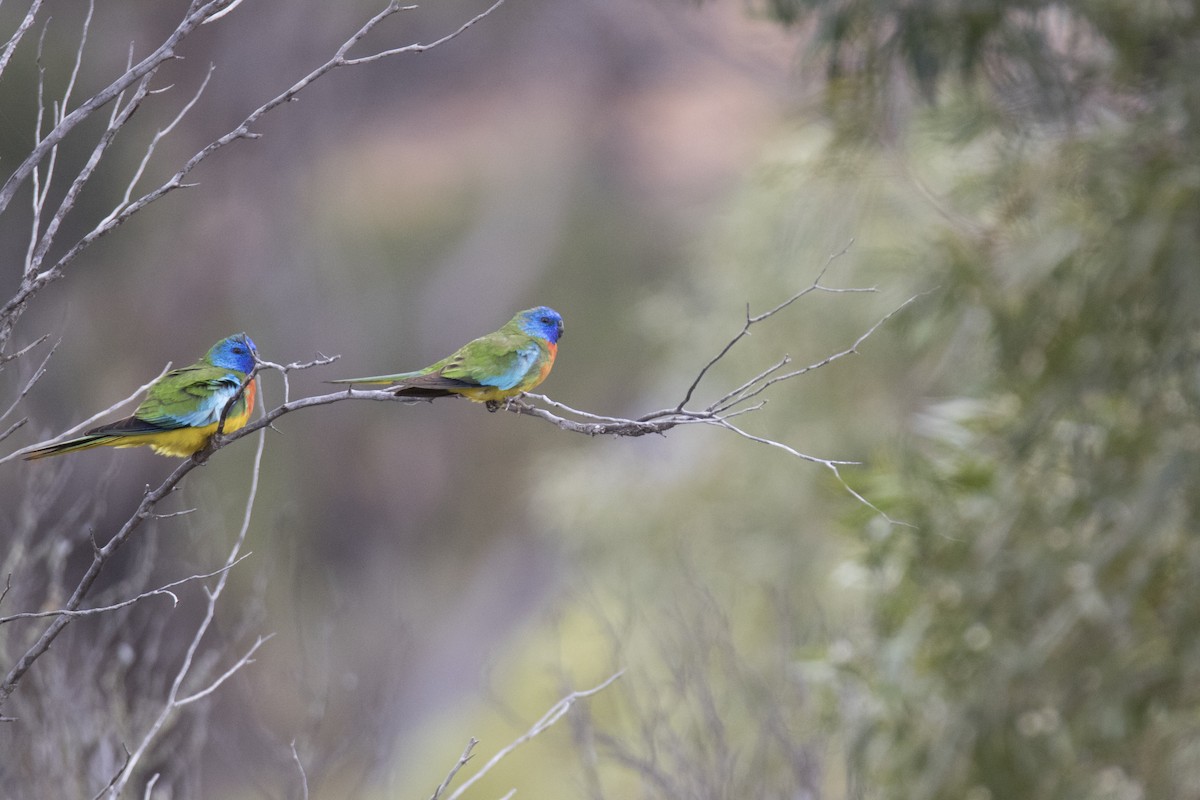 Scarlet-chested Parrot - ML507575401