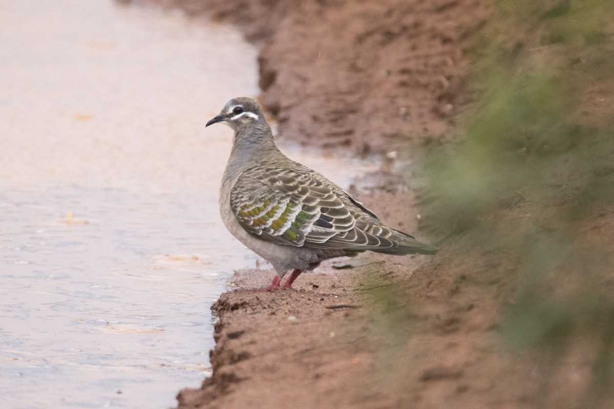 Common Bronzewing - ML507575541