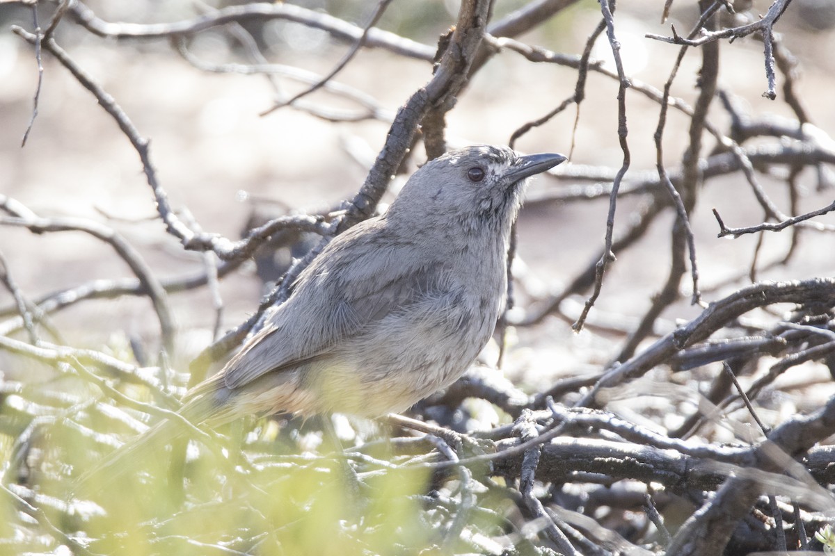 Gray Shrikethrush - ML507575611