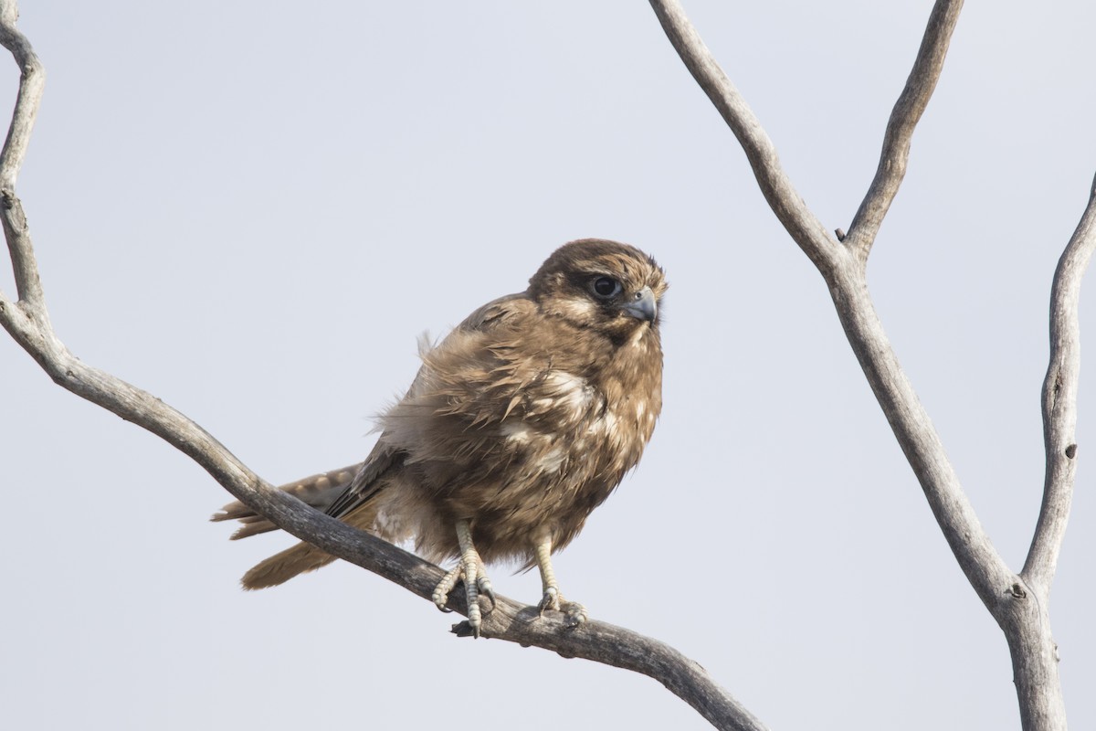 Brown Falcon - ML507575741