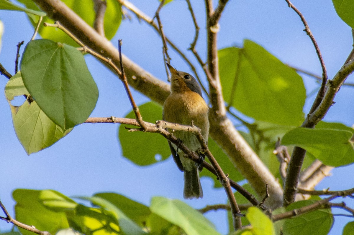 Palau Flycatcher - ML507577191