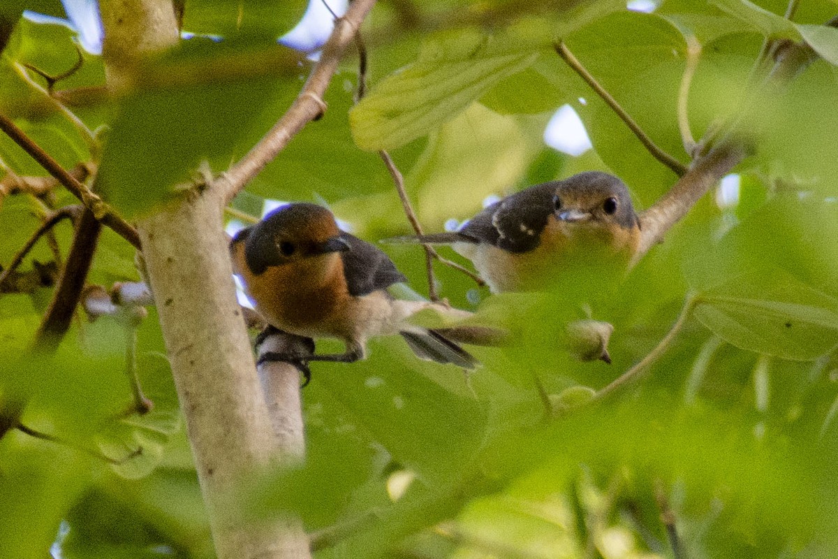 Palau Flycatcher - ML507577201