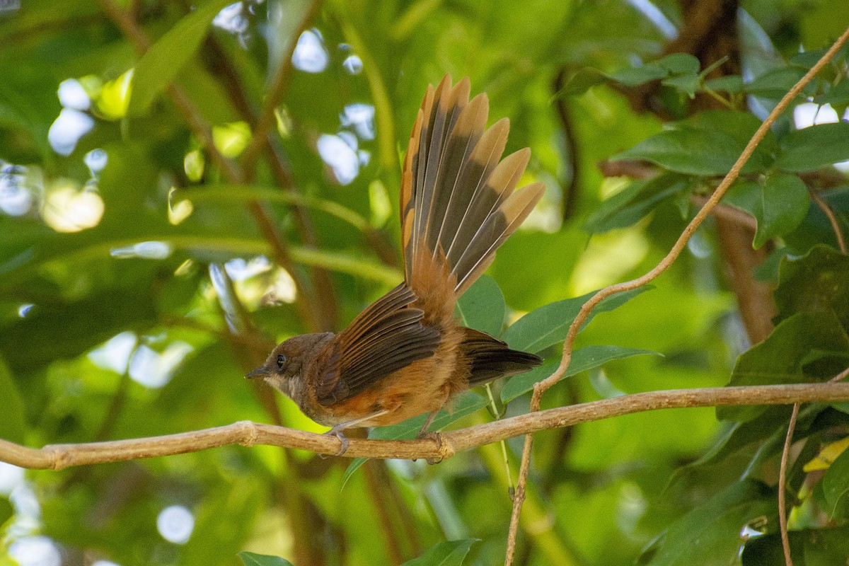 アカオウギビタキ - ML507577351