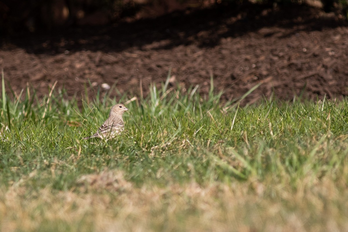 House Finch - ML507579171