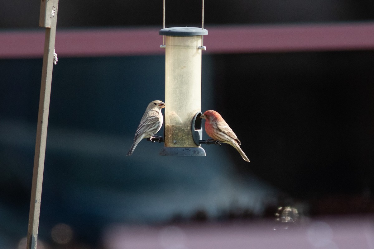 House Finch - ML507579181