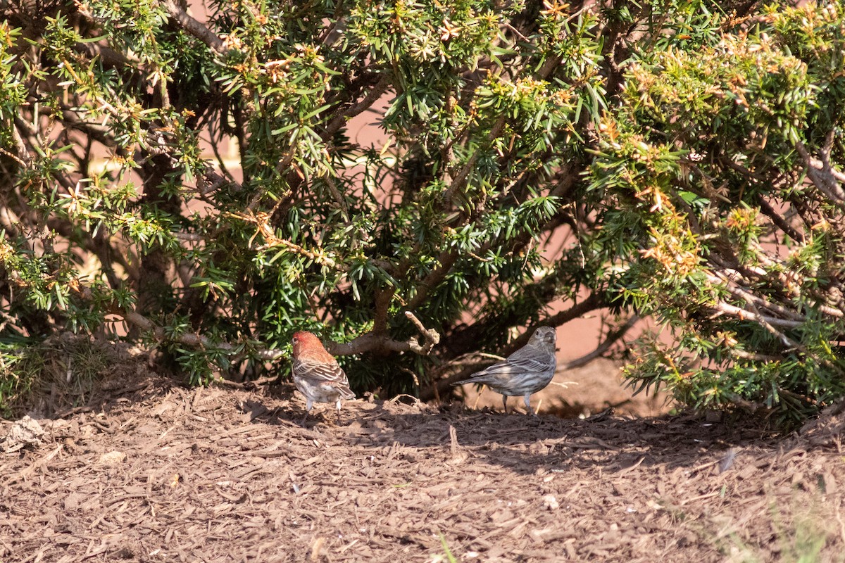 House Finch - Brian Quindlen