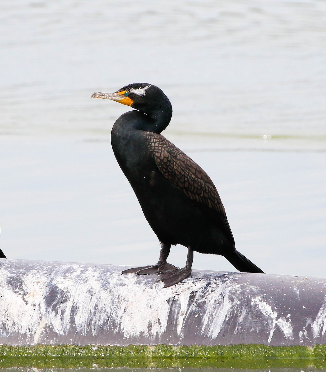 Double-crested Cormorant - Mark Sawyer