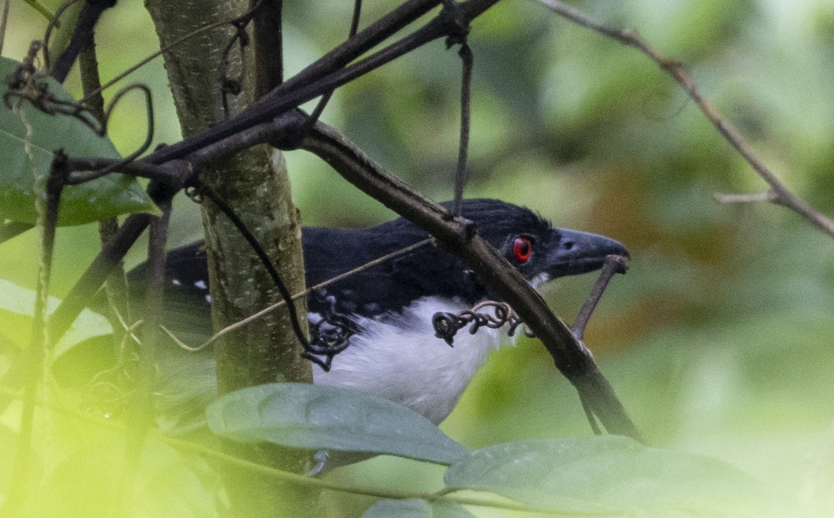 Great Antshrike - ML507581551