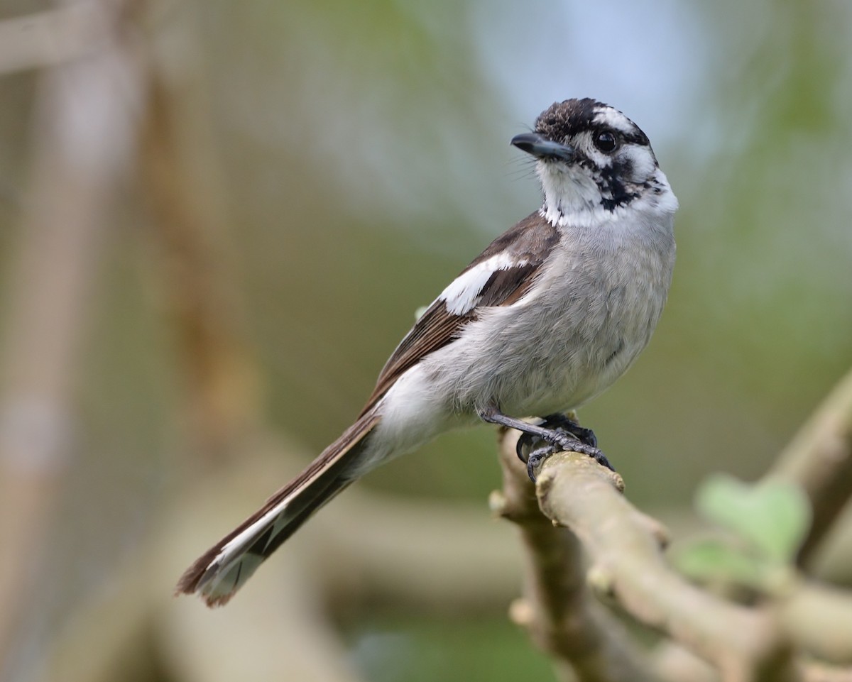 White-eared Monarch - ML507581811