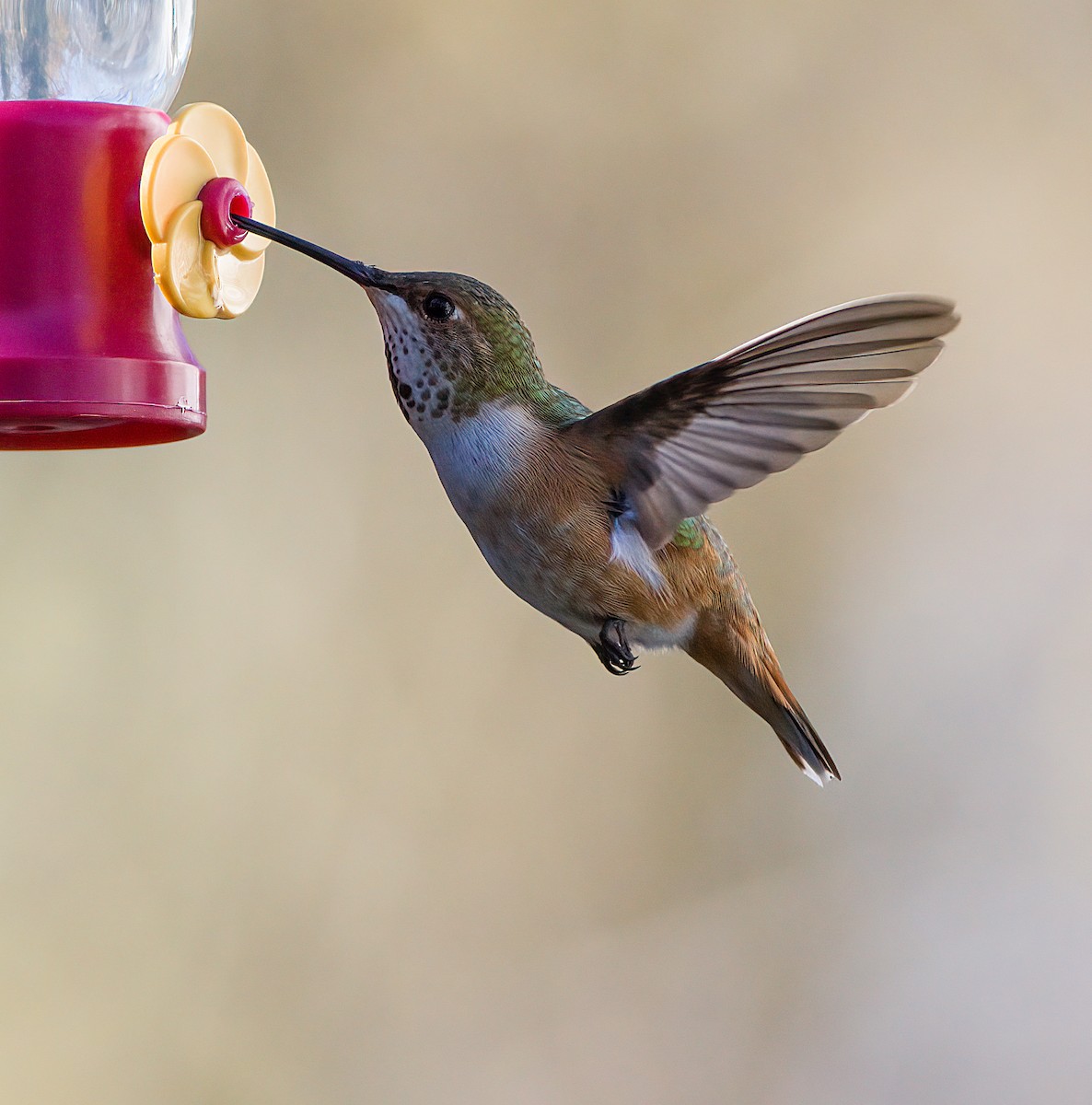 Rufous Hummingbird - ML507582421