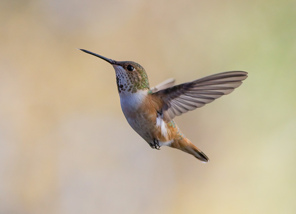 Rufous Hummingbird - John Gluth