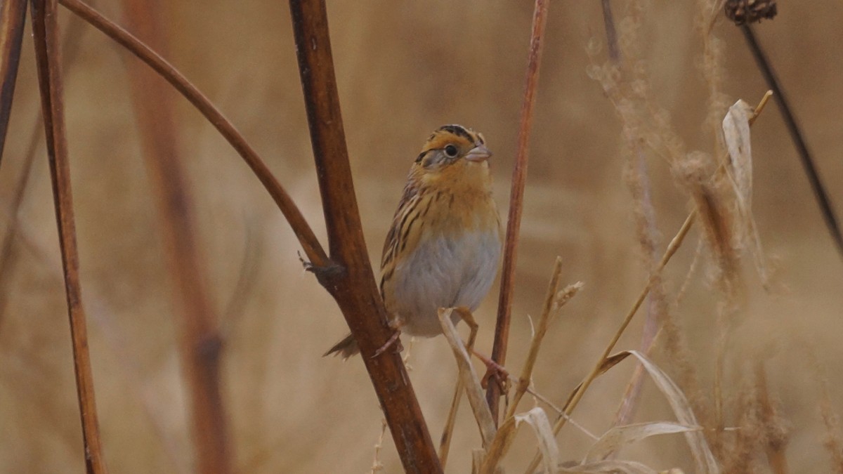 LeConte's Sparrow - ML507584941