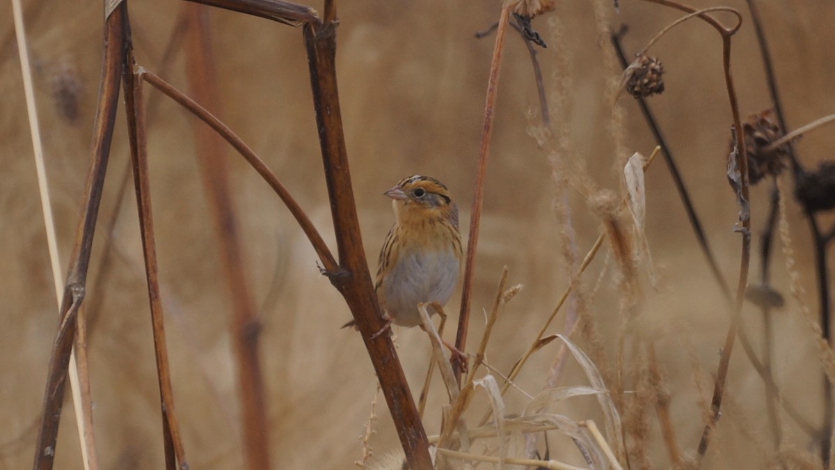 LeConte's Sparrow - ML507584951