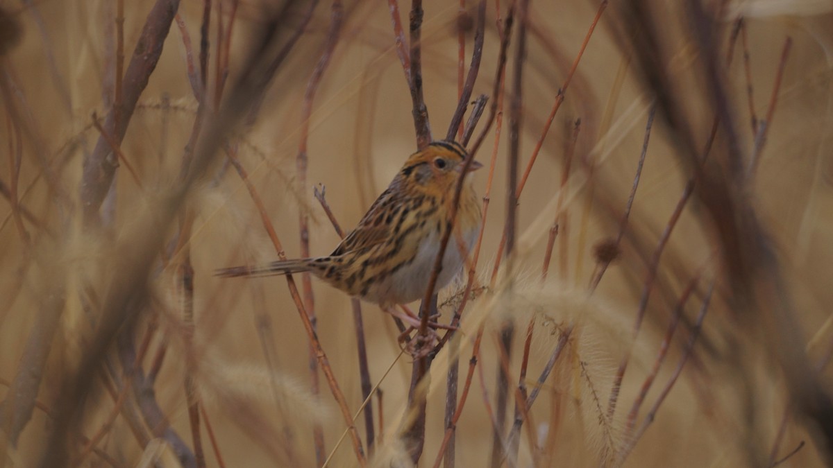 LeConte's Sparrow - ML507584961