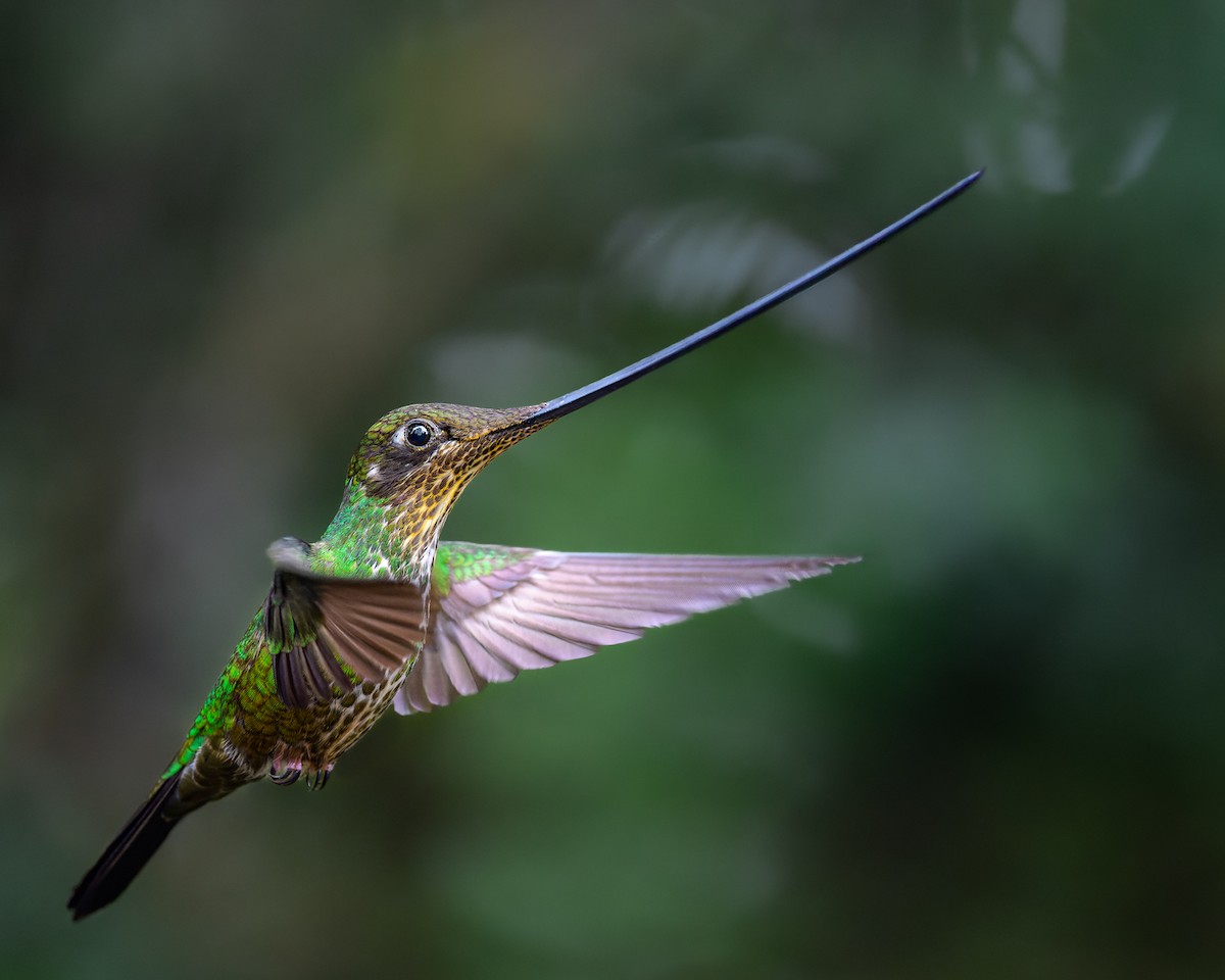 Sword-billed Hummingbird - Pablo Ortega