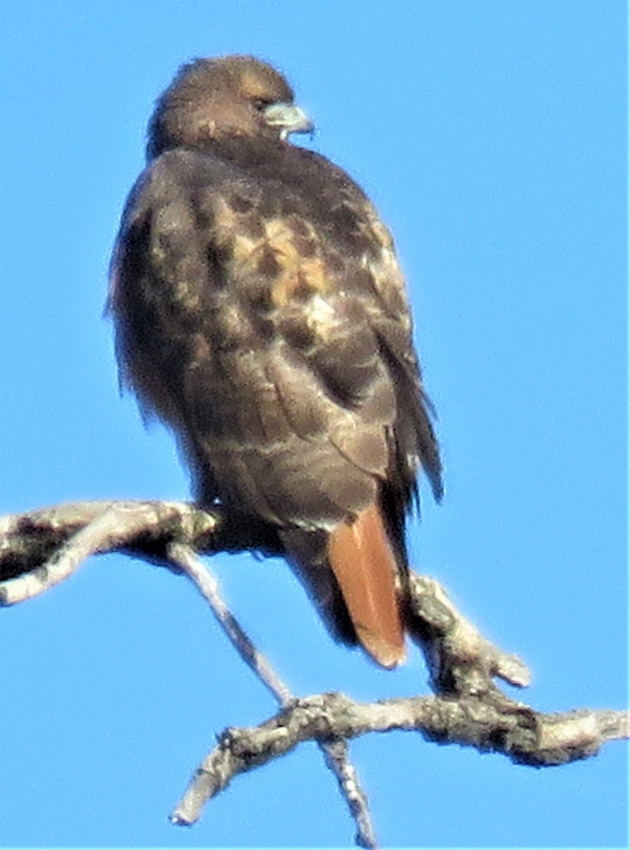 Red-tailed Hawk - ML507585471