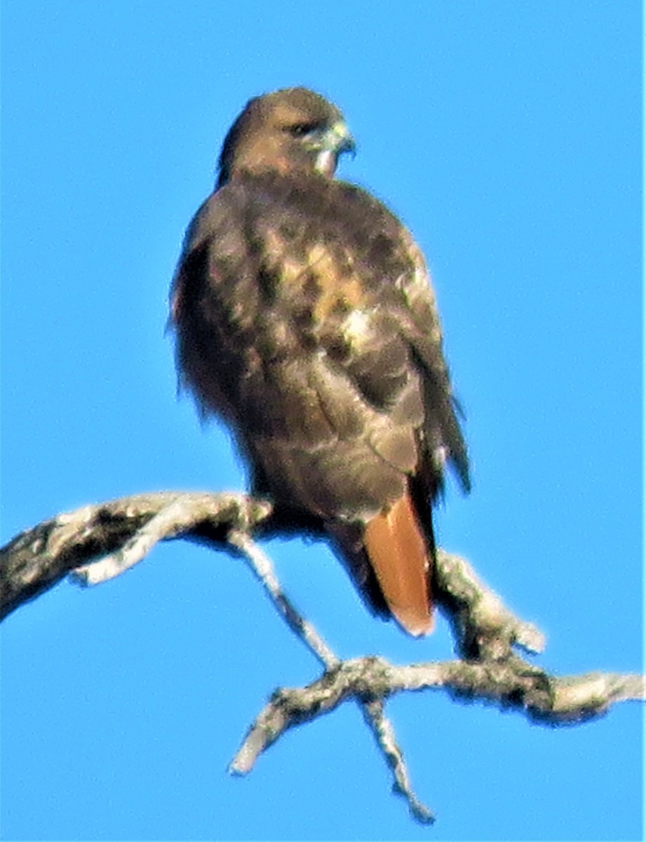 Red-tailed Hawk - ML507585481