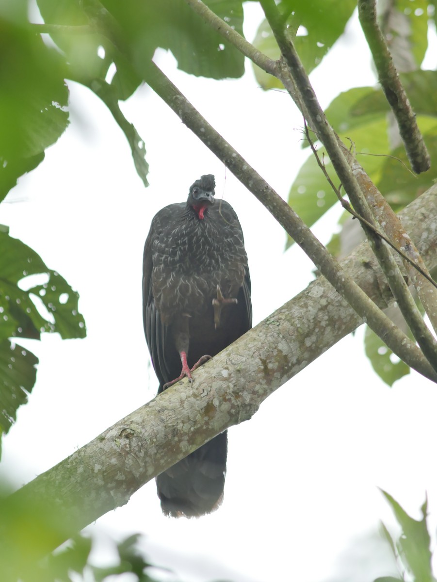 Cauca Guan - ML507587341