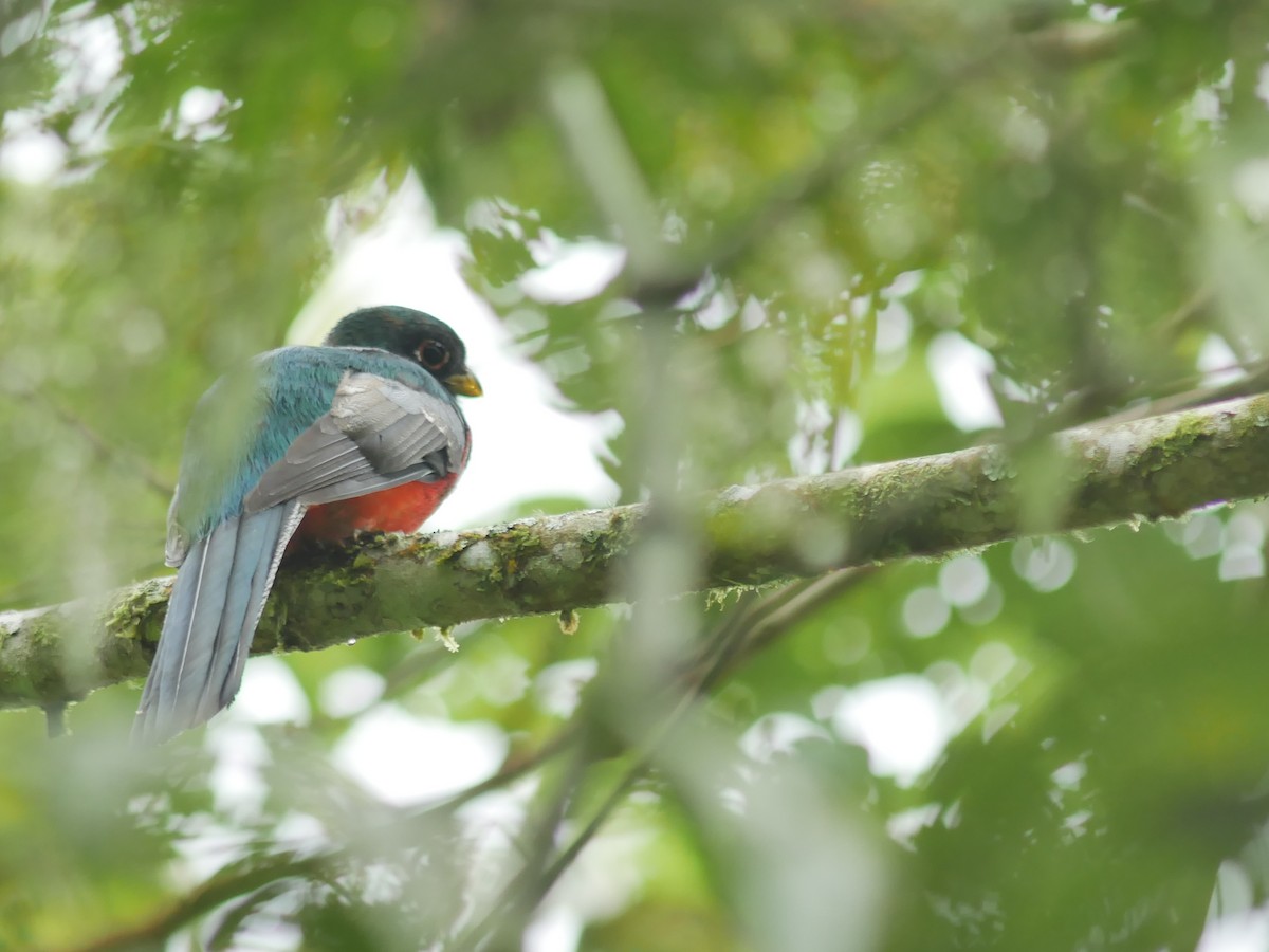 Collared Trogon - Oscar Marín