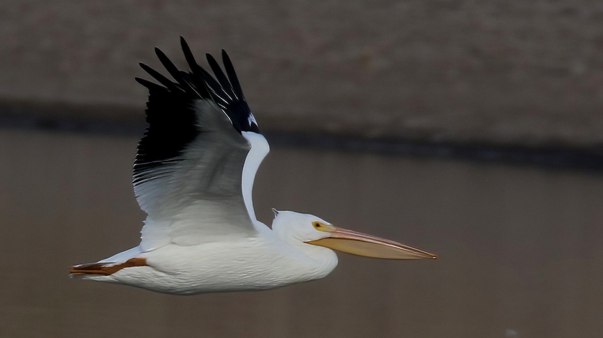 American White Pelican - ML507587601