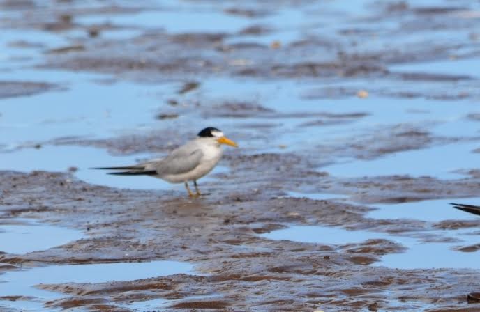 Least Tern - ML507588751