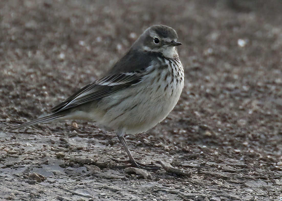 Pipit d'Amérique - ML507588911