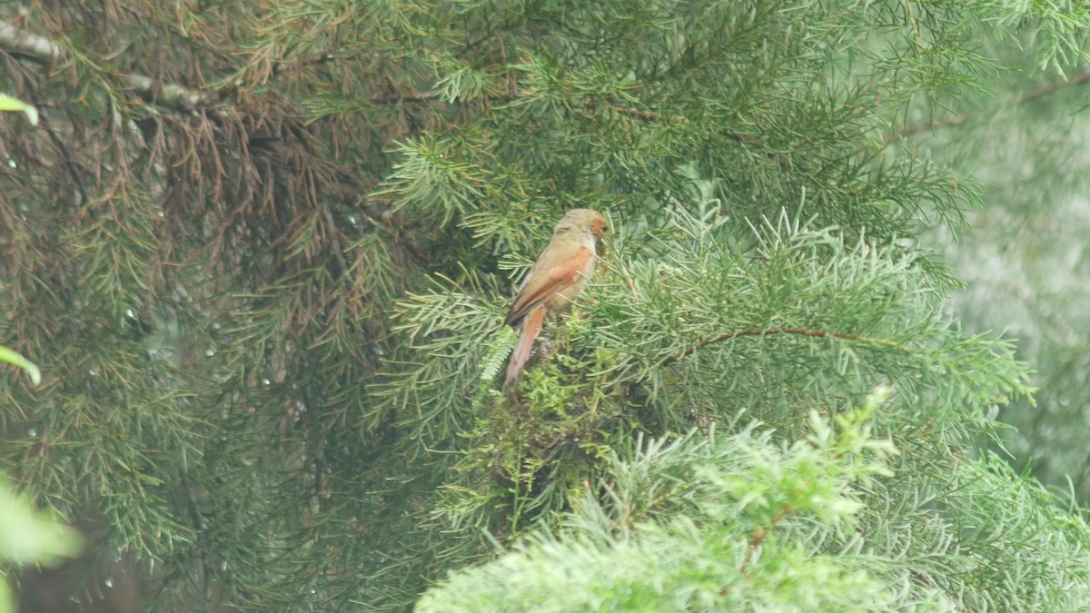 Red-faced Spinetail - ML507589191