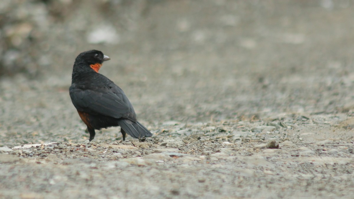 Red-ruffed Fruitcrow - ML507589551